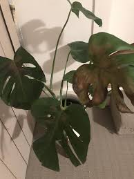 Have I Given My Monstera Sun Burn I Put All My Indoor Plants Outside From Some Sunlight Today Since Not All Of Them Get Bright I Plants Monstera Indoor Plants