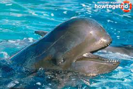 Unik film med grindval och delfiner utanför flatanger och vår fiskecamp. Grinda Beskrivelse Habitat Livsstil