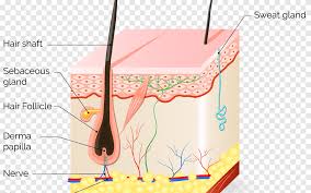 Early prostate cancer usually has no clear symptoms. Hair Follicle Human Skin Anatomy Hair Transplantation Hair Follicle Cell Human Body Png Pngegg