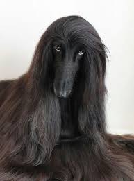 The ancient afghan hound is believed to have originated in the mountains of afghanistan. Afghan Hound Dog Breed Information And Pictures