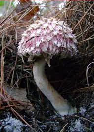 Boletellus Ananas Plant Fungus Stuffed Mushrooms Mushroom Pictures