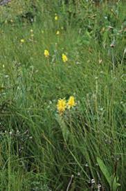 Image result for Hymenodictyon austro-africanum