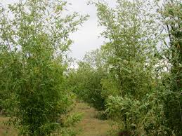 Image result for Bambusa