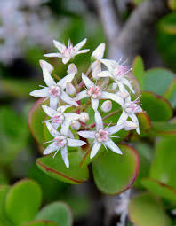 Image result for Crassula maputensis