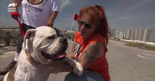 Последние твиты от animal planet (@animalplanet). Pit Bulls Parolees Season 16 Episode 1 Preview New Orleans Rescue Life Keeps Tia Torres On Her Toes Meaww
