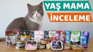 Kediler Icin Yas Mama Incelemesi Yas Mama Onerisi Youtube