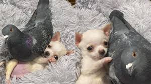 Chihuahuas remained a rarity until the early 20th century and the american kennel club. Pigeon That Can T Fly Puppy With Special Needs Form Adorable Friendship 10tv Com