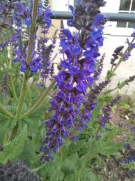 But there are also tons of annual flowers. Plant Identification Problem Flowers Reminiscent Of Lupine But Leaves Are Totally Different 322489 Ask Extension