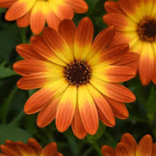 Image result for foto Osteospermum