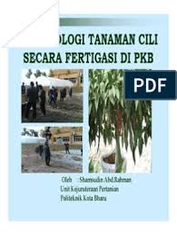 Fertigasi pemuda raih rm20 ribu sebulan tanam cili kulai. Panduan Penanaman Cili Secara Fertigasi