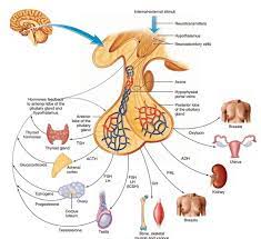 Pituitary Gland Control And Hormones Of Anterior And Posterior Lobe Earth S Lab