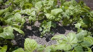 They will not dignify the plant by identifying it first, before locking horns with it. Identifying Common Garden Weeds Youtube
