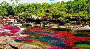 120 comments 584 shares 22k views. Ya Conoces Cano Cristales En Colombia Ciudad Trendy