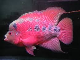 Hellboy Flowerhorn