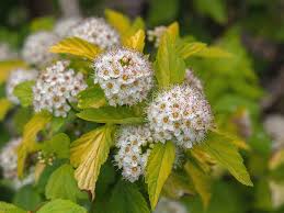 Check spelling or type a new query. Diablo Ninebark Plants Are Part Of The Rose Family