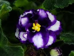 Helps all kinds of magic but is most effective as a potpourri in a magic satchel. Psychedelic Moon æ¨™æº–åž‹ç¸žèŠ± æ²ƒé‡Žèž¢èŠ± éžæ´²ç´«ç¾…è˜­ è´è¶è˜­ å²©æ¡ å…¶ä»–å®¤å…§å¤–æ¤ç‰©å°ˆæ¥­åŸ¹æ¤freya S African Violet Houseplant ç—žå®¢é‚¦