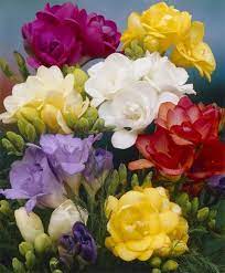 Freesias Indoor Bulbs Fall 2013 Flower Bulbs Bulb Flowers Planting Bulbs Amazing Flowers