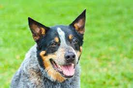 Australian Cattle Dog Temperament Do You Want To Know About It