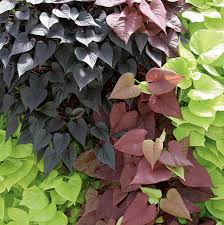 We did not find results for: 2 Gallon No Flowers Sweet Potato Vine In Hanging Basket L9884 In The Annuals Department At Lowes Com