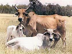 The brahman breed's development is an unparalleled success story. Cattle Breeds Brahman