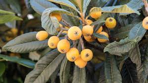 Talk to your local agrilife extension horticulturist about the best varieties of fruit trees to plant in your area. Loquats Are Sweet Texas Fruit You Should Plant In Your Yard
