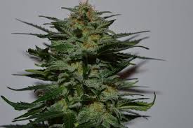 You are looking for an autoflowering cannabis strain that will beam you into new spheres and at the same time have an incredibly fruity aroma? Blackberry Feminized Seeds Buy It And Get Amazing Deals Now