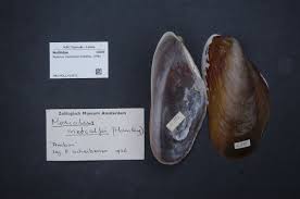 Модиолус длиннощетинистый (modiolus modiolus (kuroda et habe, 1950)). Modiolus Modulaides Wikidata