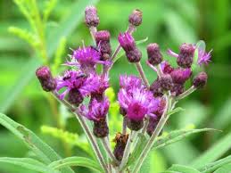 Image result for Vernonia kirungae