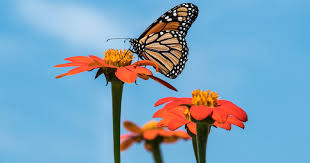 Brown and black butterfly flying above beautiful flowers. Monarch Butterfly Population Moves Closer To Extinction
