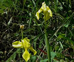 Image result for Moraea spathulata