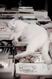 Balancing Simplicity And Complexity In Doctoral Writing Cat Sleeping Animals Crazy Cats