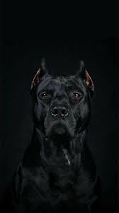Description 2020 Kopek Turleri Pitbull Hayvan Fotografciligi