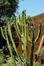 Image result for Euphorbia ingens