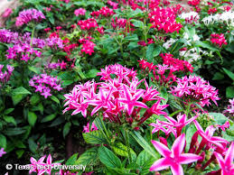Image result for Pentas longiflora