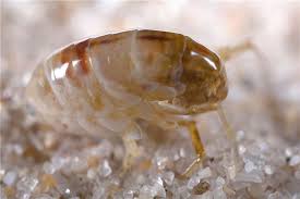 Kedilerin pirelerden korunması için piyasadaki kimyevi kedi kovucuları bulunur. Pire Tozu Nasil Kullanilirsa Ise Yarar Teknikturk