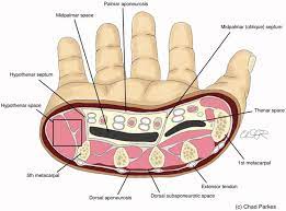 Cross Sectional Anatomy Demonstrating The Deep Spaces Of The Hand Download Scientific Diagram