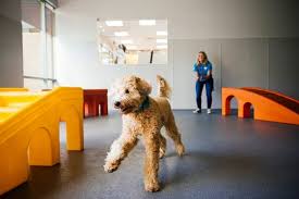 At our petsmart boarding facilities at least one person is there overnight, sometimes two depending how many dogs and cats are boarding. Dog Daycare Dog Boarding Grooming Spa Dogtopia