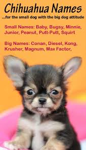 Meaning tough, this is a great boy puppy name for a dog who has grit. Cute Girl Dog Names For A Chihuahua Hno At