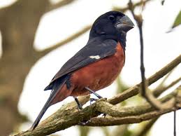 Image result for Brachycorythis angolensis