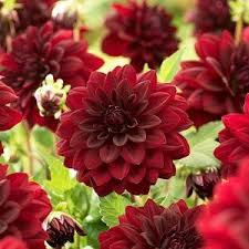 Arabian Night Dahlia Semi Dinnerplate Cicek