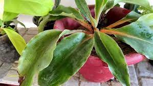 You can't propagate like other spider plants, it won't produce plantlets, but it can be propagated from seed. Orange Spider Plant Fire Flash Mandarin Plant Chlorophytum Orchidastrum Complete Care Youtube