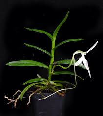 Image result for Jumellea usambarensis