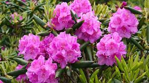 Growing Rhododendrons In North Carolina Homegrown Nc State University North Carolina Gardening Rhododendron Clay Soil Plants
