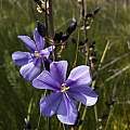 Image result for Aristea abyssinica