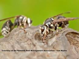 Bee with white and black stripes. Bald Faced Hornet Information Photos Hornet Stings