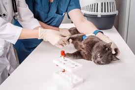 The Importance of Blood Testing in Pets in Oak Park, CA