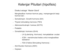 Dari hal ini lah sebutan lain hipofisis adalah master of glands. Kelenjar Pituitari Hipofisis Kelenjar Pituitari Hipofisis Disebut Sebagai Master Gland Menghasilkan Hormon Hormon Yang Mempengaruhi Kerja Hormon Ppt Download