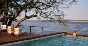 Image result for Grangea zambesiaca