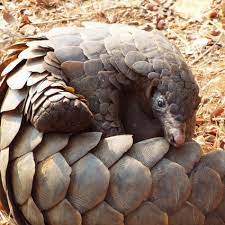 Demand for pangolin scales and meat is driving pangolins toward extinction. Chinese Gang Of Pangolin Smugglers Jailed Over Us 17 6 Million Haul Of Scales South China Morning Post