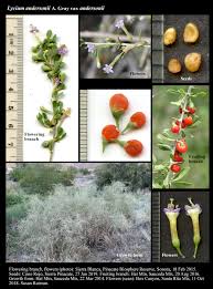 Image result for Lycium